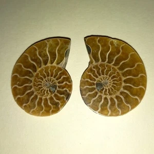 1a Ware Cleoniceras Paar Poliert Ammonit Madagaskar Ammoniten K12 Fossil Spirale - Bild 1 von 1