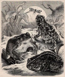 COMMON TOADS - European Amphibians with Moth 1900 Antique Wood Engraving - Picture 1 of 2