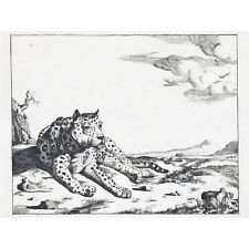 Bye Potter Lying Leopard From Front Big Cat Etching XL Wall Art Canvas Print