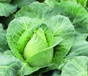 CABBAGE - Early Jersey Wakefield Cabbage Seeds - Heirloom -  QTY: 500  - Picture 1 of 3