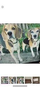 Personalized Dog Portrait Trow Blanket - Picture 1 of 5
