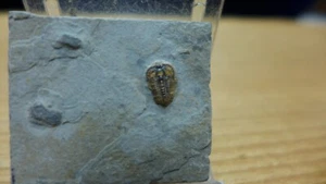 IMPRESE GEOLOGICHE Trilobite fossile cambriano Brachyaspidion microps Utah B - Foto 1 di 5