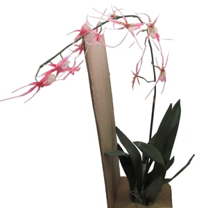 Pottery Barn Potted Spider Orchid Large Artificial Plant - Picture 1 of 4