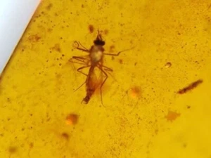 MA245 Ámbar Birmano fósil con insecto escarabajo de 99 millones años Fósiles - Bild 1 von 9