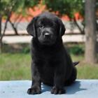 Realistic Black Labrador Dog Puppy Pet Plush Simulation Doll St Animal A4C4