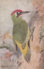 a animals birds antique old picture postcard bird animal green woodpecker