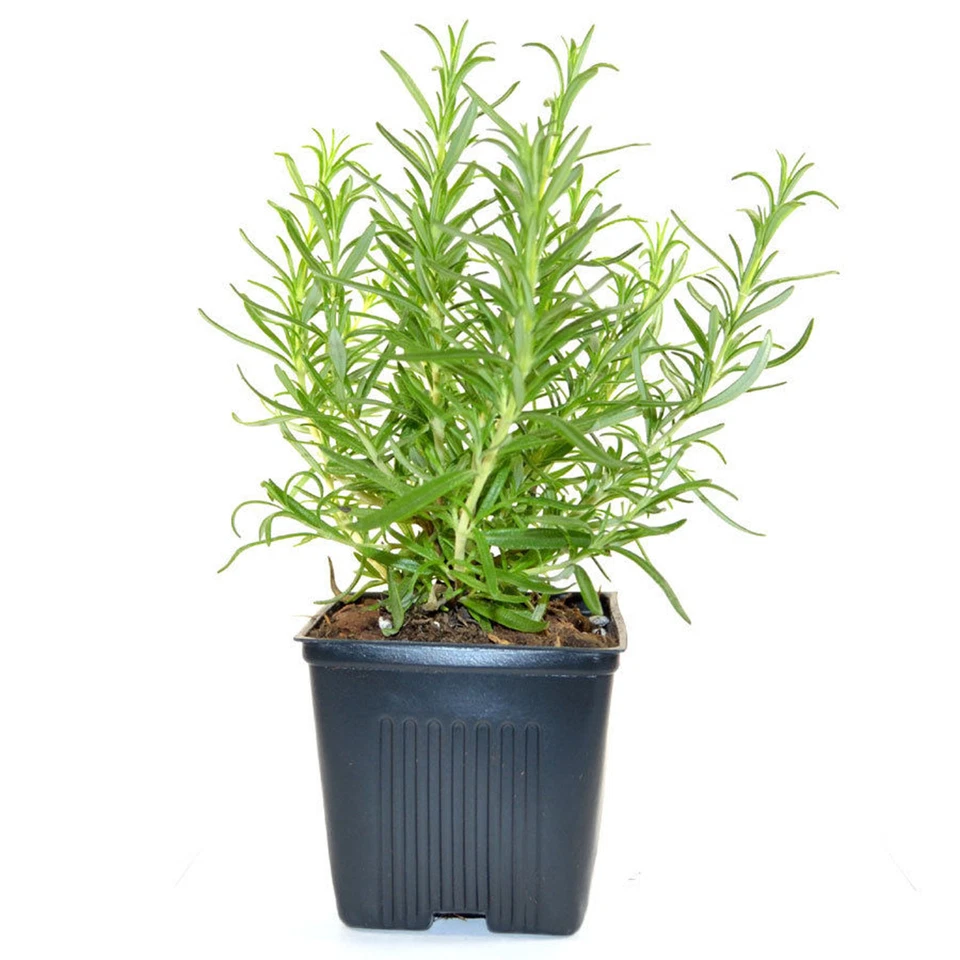 Rosemary herb Plant 7" Height - Image 1 of 1