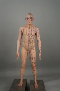 Modello Agopuntura Corpo Umano Modello Massaggio Agopuntura Maschio Cinese - Foto 1 di 12