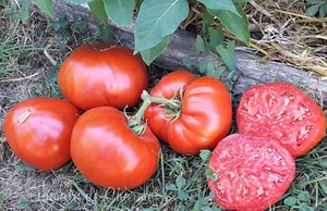 10 graines de tomate rare Mendigorría heirloom tomato seeds méth.bio - Picture 1 of 6