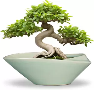 Bonsai Pot - 12 Inch Ceramic Planter Pot with Drainage Hole Large Modern Planter - Picture 1 of 12