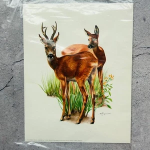 Reh Hirsch Tier Lithographie Druck 1972 9 Zoll - Bild 1 von 8