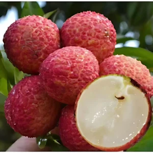 BeauFlora Hybrid Lychee ( Seedless Lychee , Layering ) Exotic 1 Bare-Root Plant - Picture 1 of 3