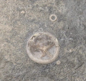 Edrioasteroidea, Isorophusella incondita, Ordovizium, Ontario, Kanada -x445 - Picture 1 of 4
