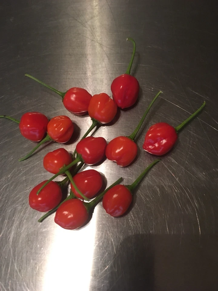 15 AJI HEART THROB - PEPPER SEEDS HOT  2024  - RARE & UNIQUE -GREAT FLAVOR 2019 - Image 1 of 1