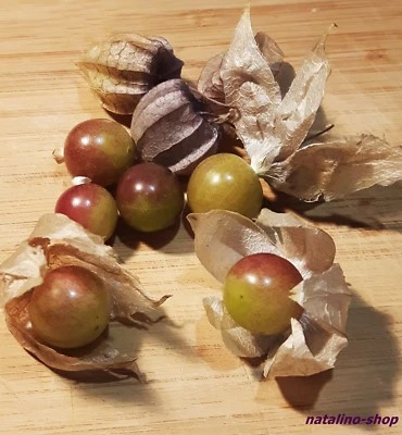 Physalis *Sternkirsche* 30 Samen *Physalis angulata *Fruchtig *Physalis seeds - Bild 1 von 2