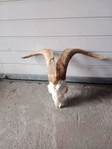 Wild Aries Goat Skull With Horns - Picture 1 of 1