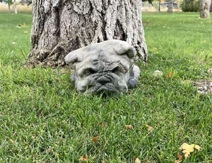Vintage Rare Lou Rankin Concrete Cement Statue Garden English Bulldog OOAK 1976 - Picture 1 of 22