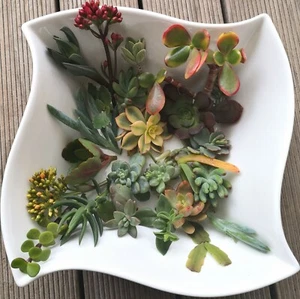 SUCCULENTS Up to 50 Pcs Succulents Cuttings Freshly No Repeat Free Post - Picture 1 of 5