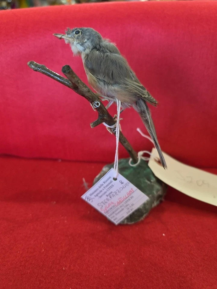 Taxidermia de montaje de pájaro curruca subalpina elevada cautiva BJ209 Foto 1 de 4