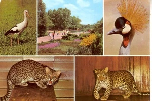 Postkarte : BERLIN - Tierpark , Tiere ; ca.1982 - Bild 1 von 1