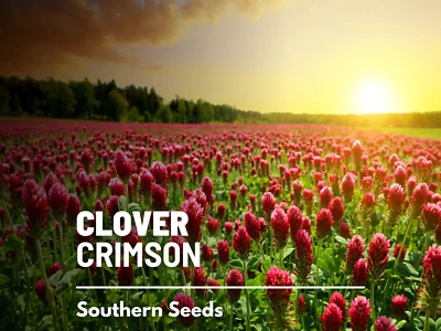 Trébol, Carmesí - Dixie - 1000 Semillas - Cubierta del suelo (Trifolium Incarnatum) Foto 1 de 4