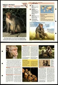Rhesus Monkey #207 Mammals Wildlife Fact File Fold-Out Card - Picture 1 of 1