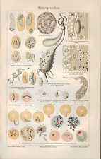 Chromo-Lithografie 1906: Hämosporidien. Ordnung der Sporozoen Zellschmarotzer