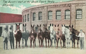 The Bunch I met at the Union Stock Yards Chicago Illinois postcard PC 3.1 - Picture 1 of 2