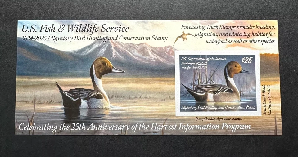 #RW91A 2024 - 2025 - US Federal Duck Stamp **CHUCK BLACK** Post Office FRESH - Image 1 of 3