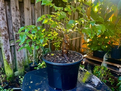 CHINESE ELM  Pre-Bonsai /Bonsai Tree  Cold Hardy / Tiny leaves 5 years old - Image 1 of 4