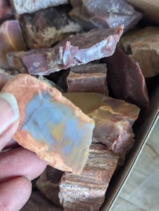 Box of  Petrified Wood Specimens- Gift Collectible-2 - Picture 1 of 1