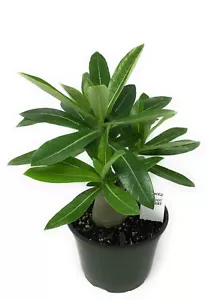 FlowerPotNursery Desert Rose Assorted Colors Adenium obesum 6" Pot - Picture 1 of 4