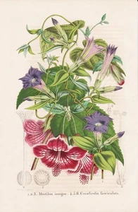 Abutilon insigne Crawfurdia fasciculata Nepal botany Litho E. Morren 1855 - Bild 1 von 1