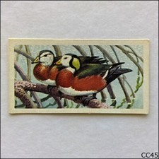 Brooke Bond Tea Card Tropical Birds 1961 #7 African Pigmy Goose (CC45)