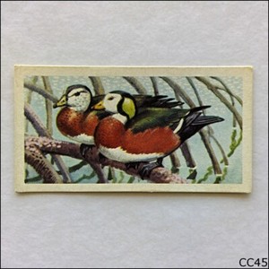 Brooke Bond Tea Card Tropical Birds 1961 #7 African Pigmy Goose (CC45)