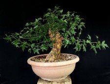 PRE BONSAI ESEMPLARE DI ACERO TRIDENTE