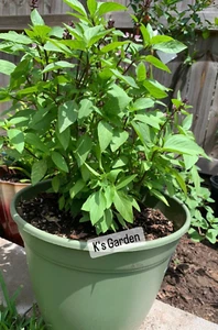 500+PCS THAI BASIL, OCIMUM BASILICUM SEEDS, HẠT HÚNG QUẾ | 90% GERMINATION | - Picture 1 of 7