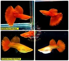1 TRIO  - Live Aquarium Guppy Fish High Quality - Albino Full Red