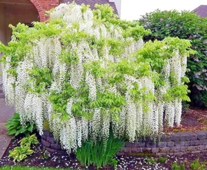 White Wisteria floribunda Alba Tree Seeds Climbing Flower Vine Plant Rare Hardy - Picture 1 of 14