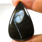 Fine 100% Natural Colus Fossil Pear Cabochon Gemstone 73.00Cts. 34x 51x 06mm