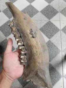 Exquisite Knochenfossilien aus der Eiszeit - Exemplar - Bild 1 von 4