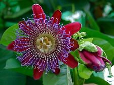 Passiflora quadrangularis pianta rampicante in vaso ø9 cm