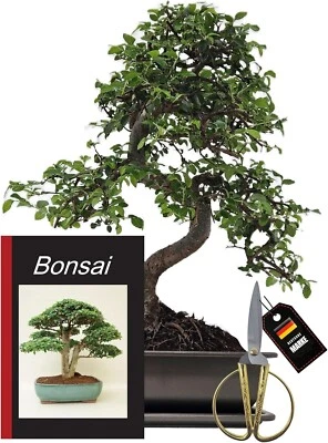 Genki-Bonsai Bonsai-Starterset Chinesische Ulme – 4-teiliges Indoor-Komplettset - Bild 1 von 4