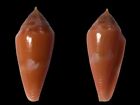 Conidae, Conus corallinus, Olango, Philippines, 24,4 mm, INTENSE COLORS