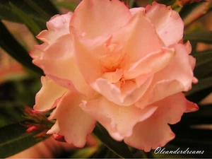 3 Oleander Stecklinge - Provence - frosthart - Bild 1 von 3