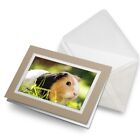 Greetings Card (Biege) - Tri-Colour Guinea Pig Animals Cute Pets #8268