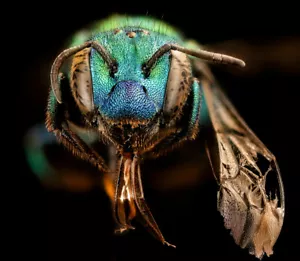 Poster fotografico testa massone metallizzato Ape Osmia Aglaia stampa arte taglia scelta - Foto 1 di 1