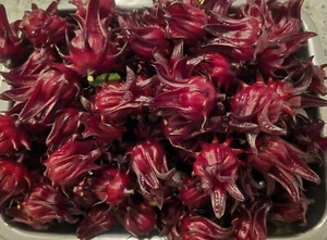 50 Jamaican Sorrel Hibiscus Roselle Seeds Sabdariffa Sour Leaf Chin Baung - Picture 1 of 3