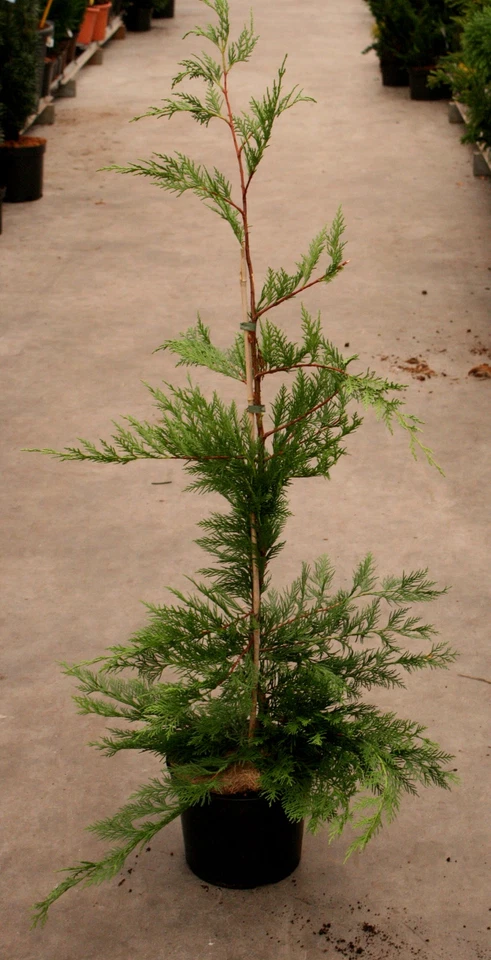 Scheinzypresse Bastard-Zypresse Cupressocyparis leylandii 40- 60 cm im Container - Bild 1 von 1