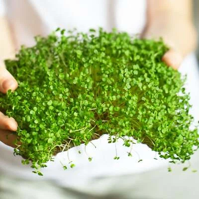 BACK TO NATURE SEED COMPANY Arugula Microgreens - Seeds - Organic - Non Gmo - Heirloom Seeds – Microgreens